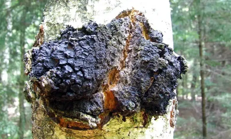 beržų grybai ant medžio