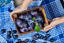 moteris laiko slyvų dėžutę