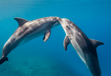 kovojantys delfinai po vandeniu
