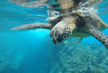 vėžlys plaukai po vandeniu